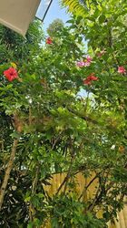 Cuscaden Walk (D10), Semi-Detached #472241181